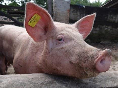 Com demanda fraca, preços de suínos caem 3% na China