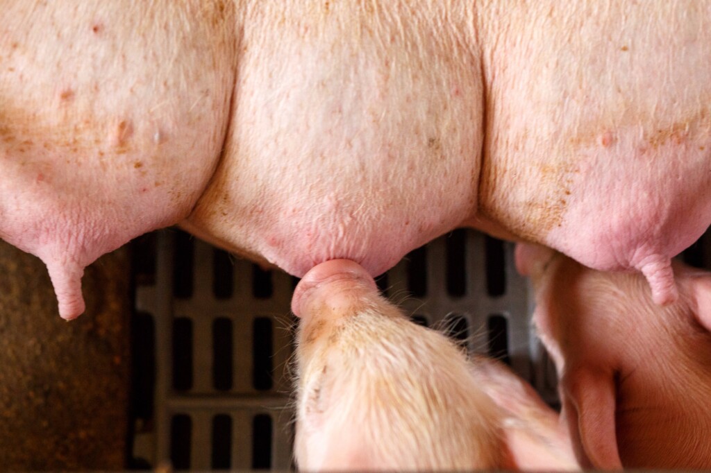 Alojamento inadequado e infecções afetam genes que regulam gestação de fêmeas suínas