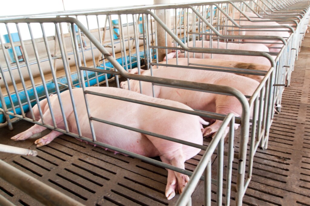 Temperatura corporal de matrizes suínas sob estresse calórico – métodos e horários de avaliação