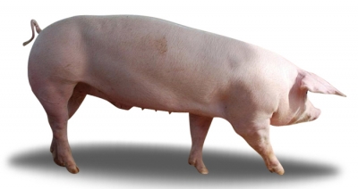 Suíno reflete fraca demanda e preços cedem no Brasil