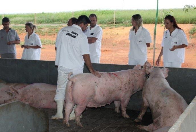 Criação coletiva de matrizes suínas cresce no Brasil, aponta Mapa