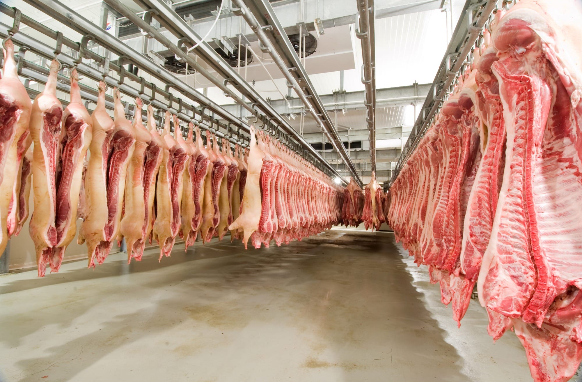 Produção, exportação e consumo de carne suína cresce em 2021 Produção, exportação e consumo de carne suína cresce em 2021