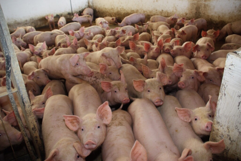 Importações de carne suína do Brasil pelo México aumentam