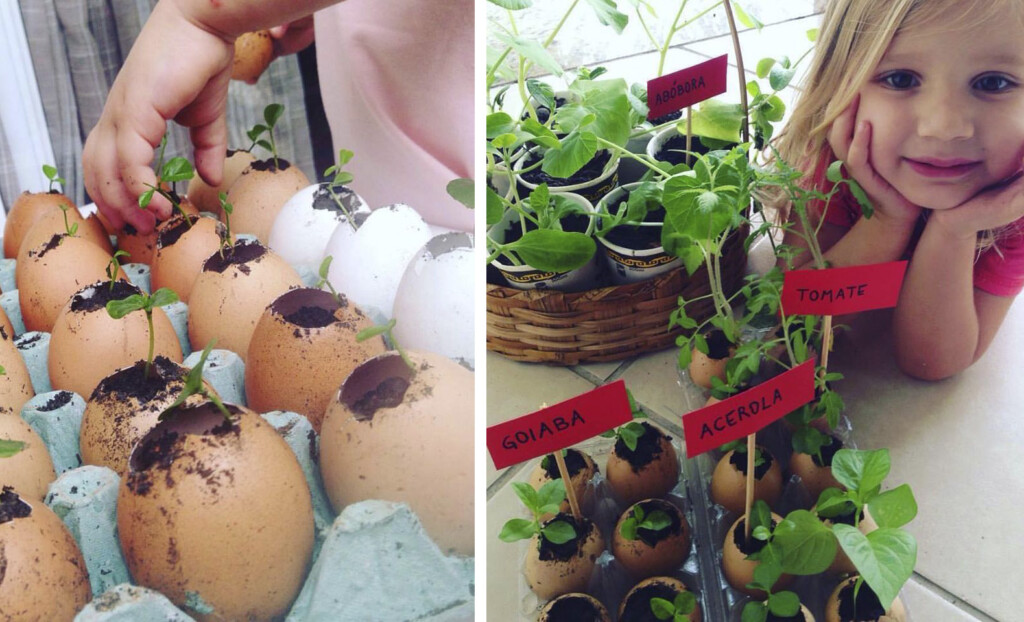 Mãe e filha produzem mudas em cascas de ovos e as doam nas ruas