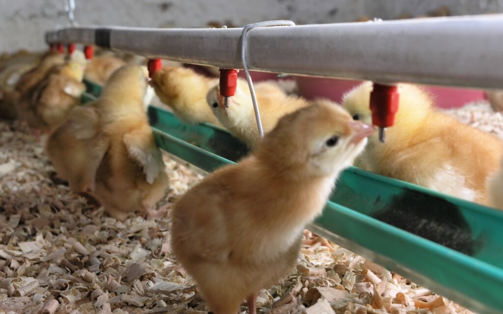 Água na produção de frangos de corte