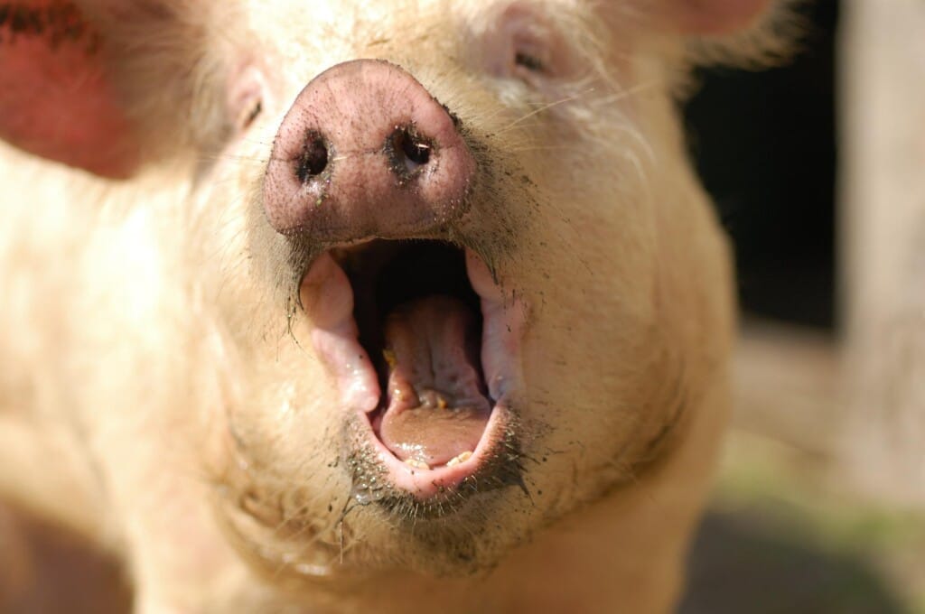 Peste Suína Africana continua impactando o mercado global de carne suína