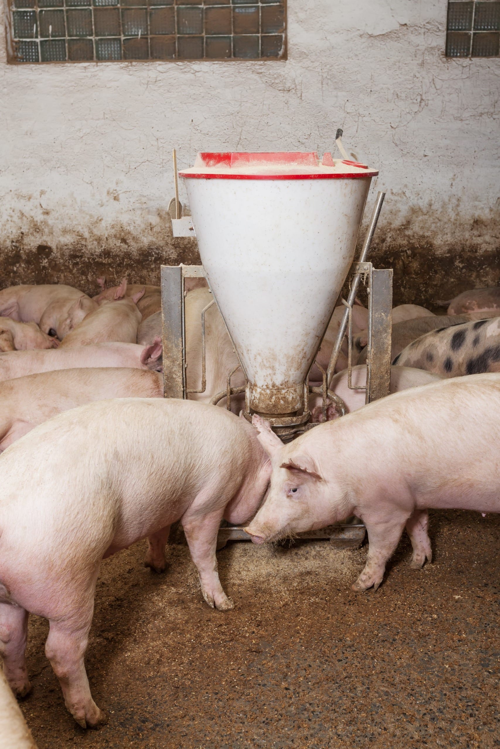 Relação de troca de suíno vivo por milho acende luz vermelha para os produtores