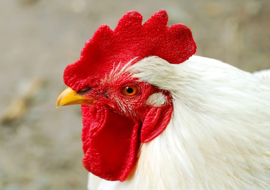 Exportações de material genético avícola dobram em 2023