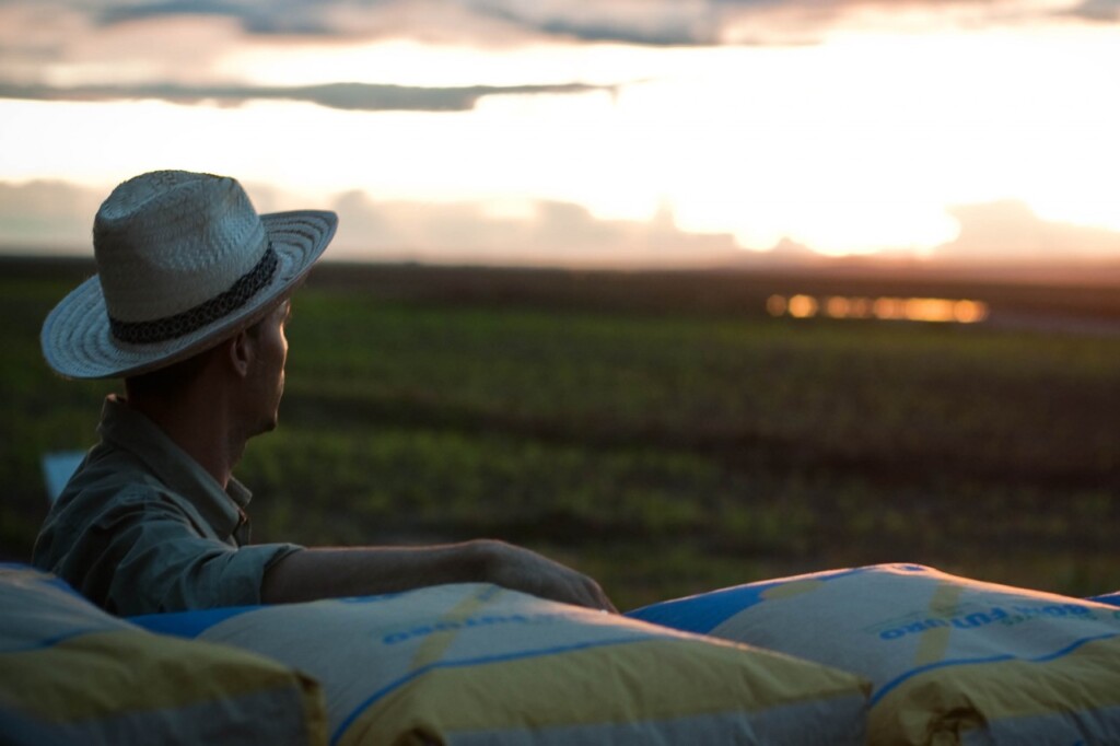 Milho, soja e trigo sofrem queda na Bolsa de Chicago e investidores embolsam lucros