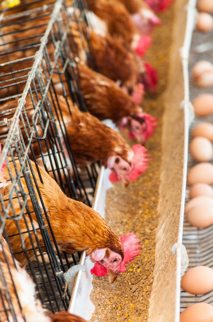 Curcumina na alimentação de aves melhora a qualidade da carne e ovos