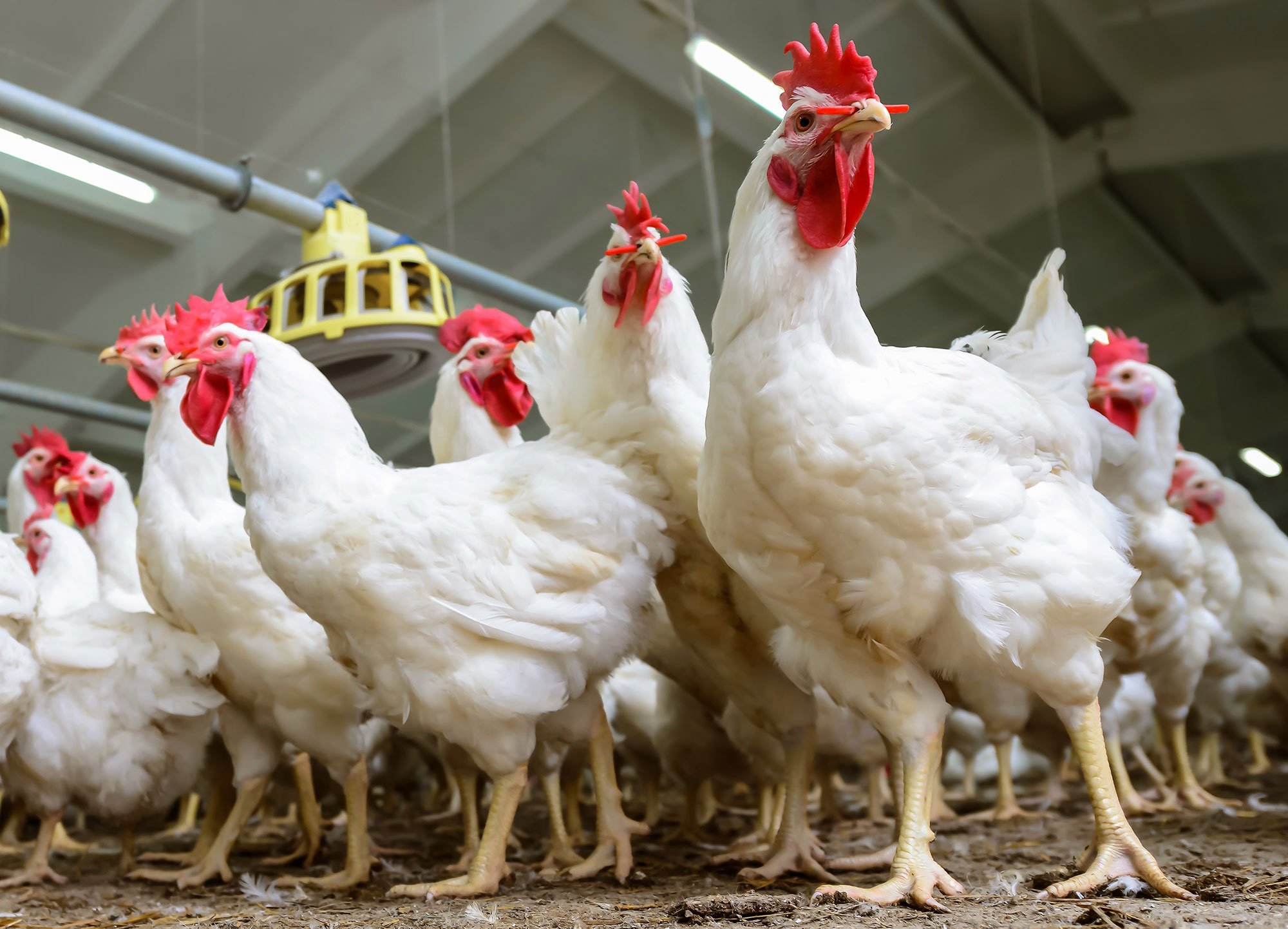 Polônia continua sendo o maior produtor de aves na União Europeia Polônia continua sendo o maior produtor de aves na União Europeia