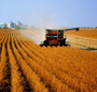Colheita no RS