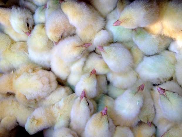 Apinco divulga números do frango