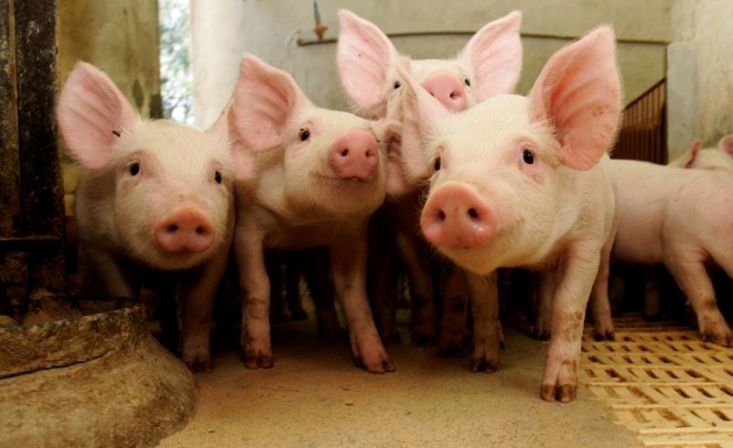 Criadores comemoram alta no preço do suíno e aumento das exportações