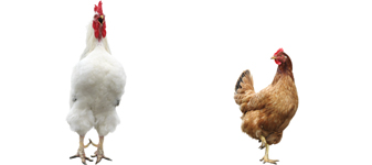 28 de Agosto é dia do Avicultor: Gessulli Agribusiness presenteia profissionais da cadeia avícola