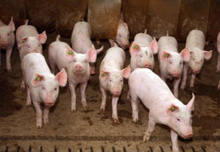 Cooperativas paranaenses investem em suinocultura