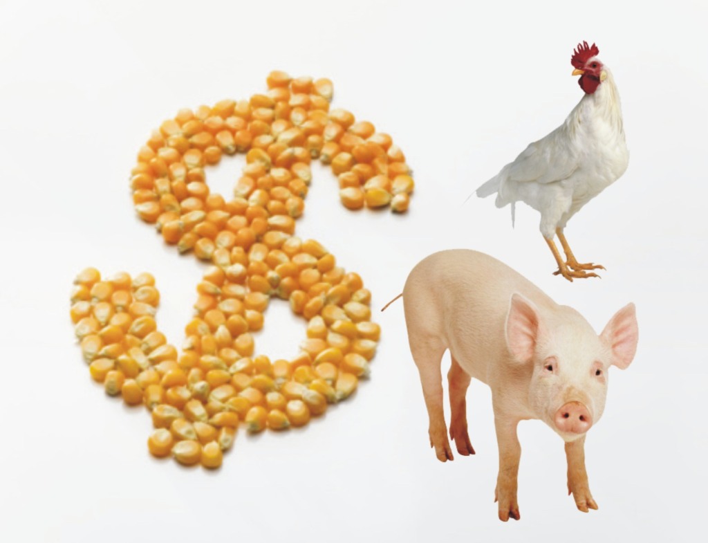 China confirma abertura de mercado ao milho brasileiro