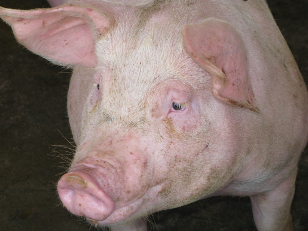 Alta nas cotações dos suínos nas granjas em São Paulo