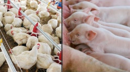 A importância de controles analíticos na produção de frangos, ovos e suínos