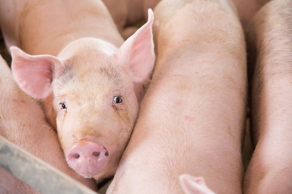 Cargill lança UTMOST®, pacote de soluções para melhoria da conversão alimentar e rentabilidade de suínos