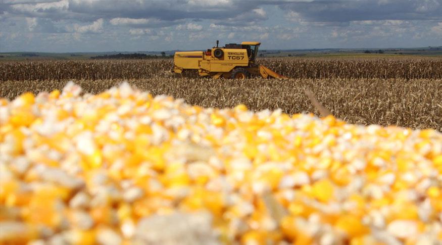 IBGE aponta crescimento de 0,5% na safra em julho e estima recorde para 2023