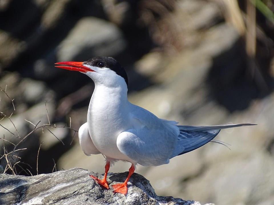 Novo caso de gripe aviária é confirmado em ave silvestre, total sobe para 98