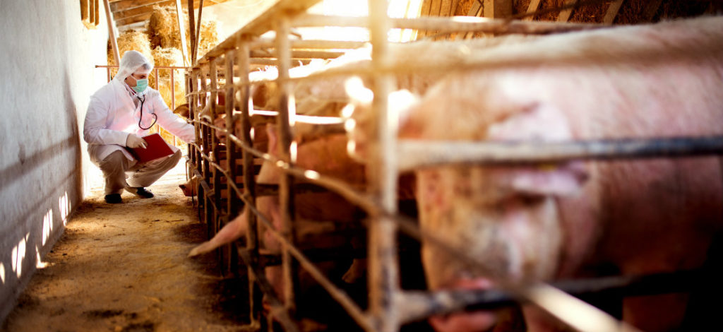 Universidade Estadual de Iowa emite novas diretrizes para vacinas em suínos