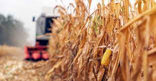 Brasil supera obstáculos para disputar título de maior exportador de milho com os EUA