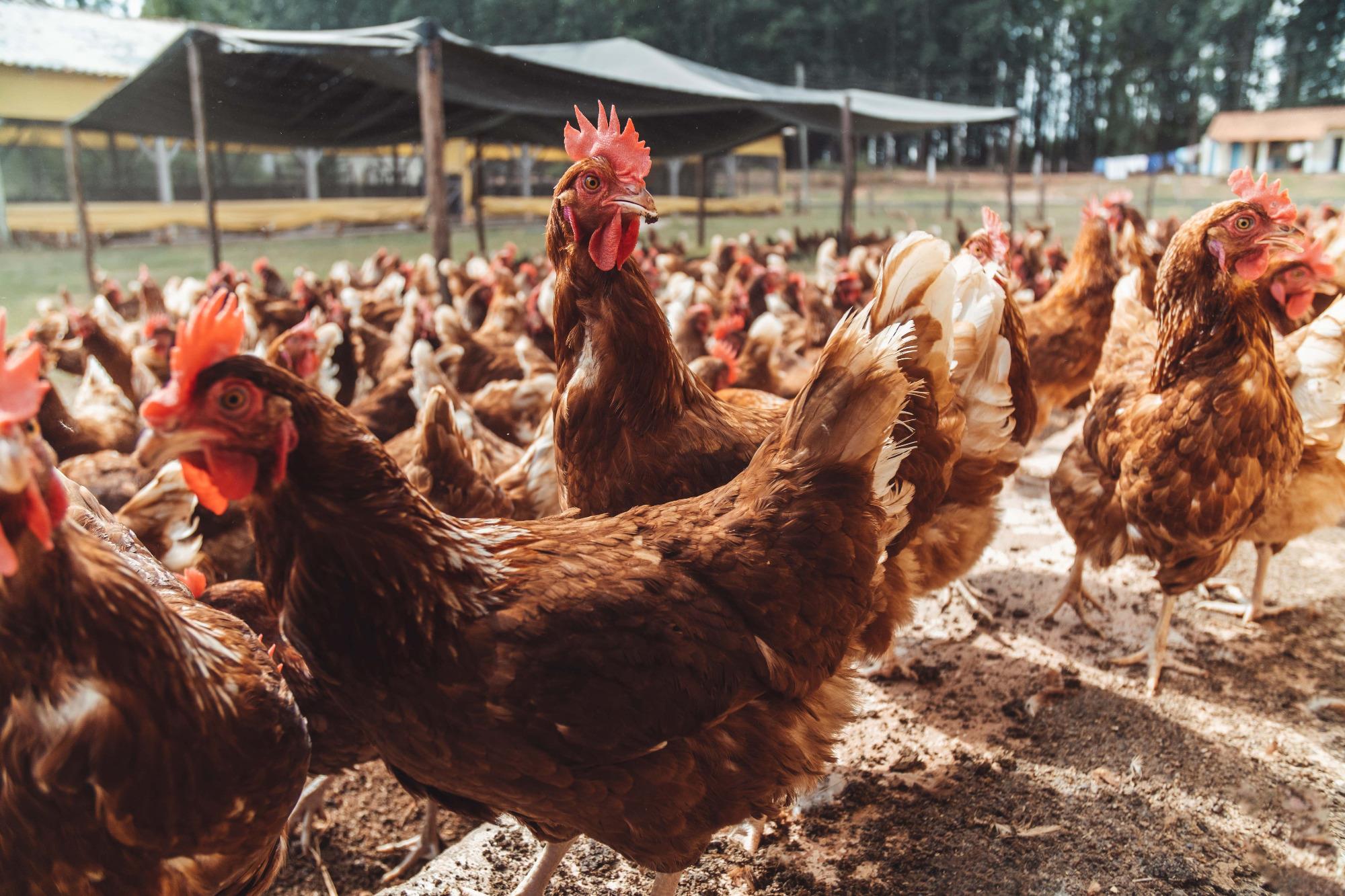 Fast-food sustentável: Mantiqueira Brasil e Arcos Dorados retomam parceria Fast-food sustentável: Mantiqueira Brasil e Arcos Dorados retomam parceria