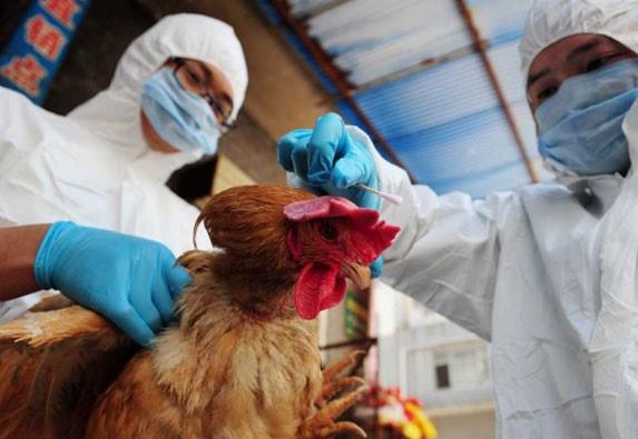 Governo do AM decreta emergência zoossanitária de forma preventiva contra gripe aviária