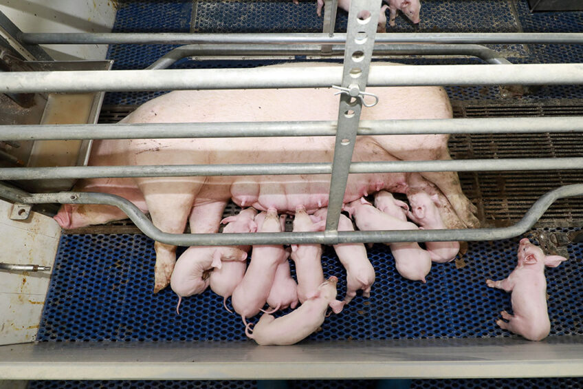 Nova Jersey proíbe o uso de celas de gestação para leitoas