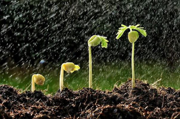 Desafios climáticos para o plantio da soja na primavera: variações de chuva em diferentes regiões