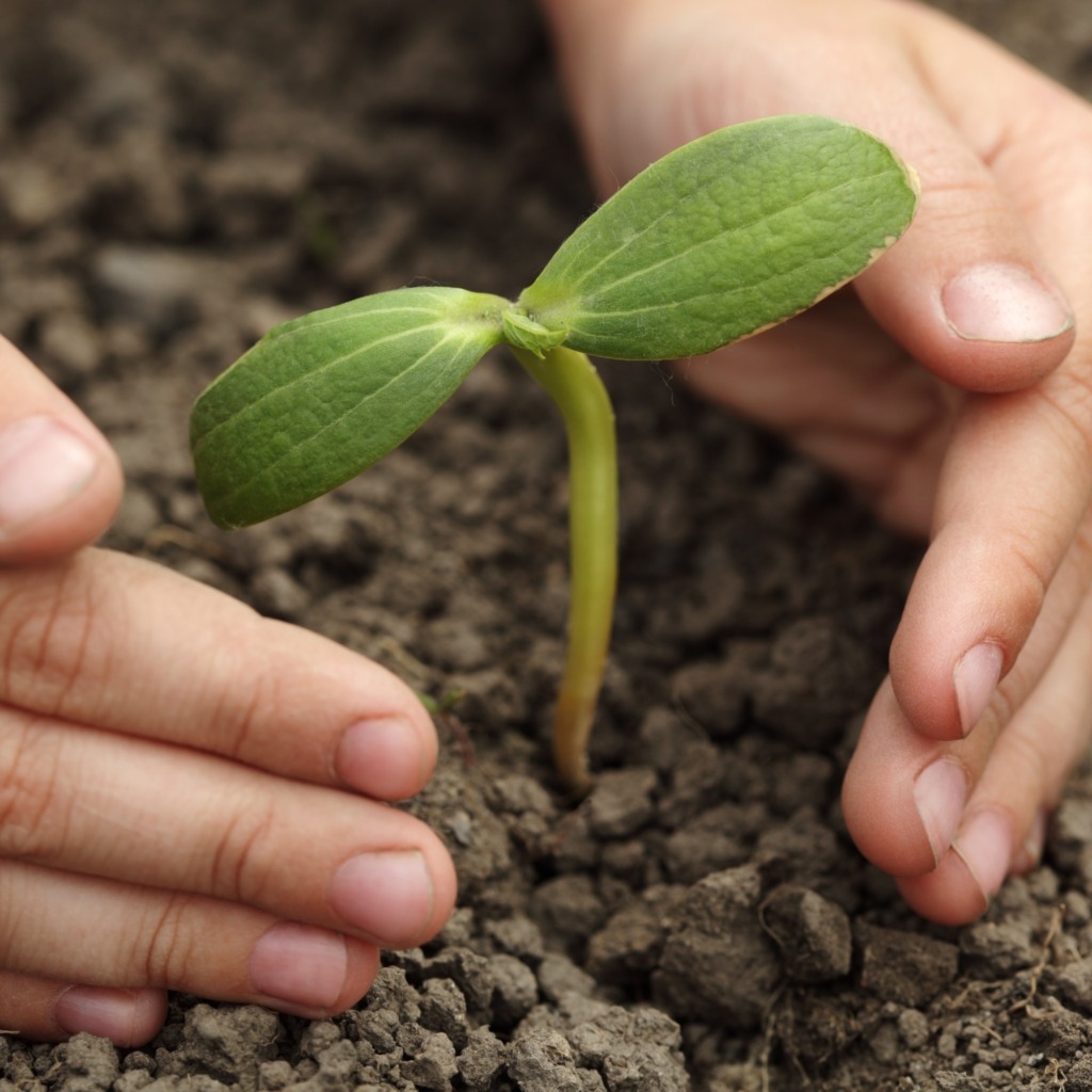 Empresa produz adubo orgânico a partir de biomassa