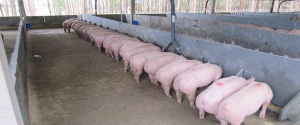 Especial: “Dimensionando um galpão completo” – Regras para dimensionamento do cocho para alimentação líquida para suínos