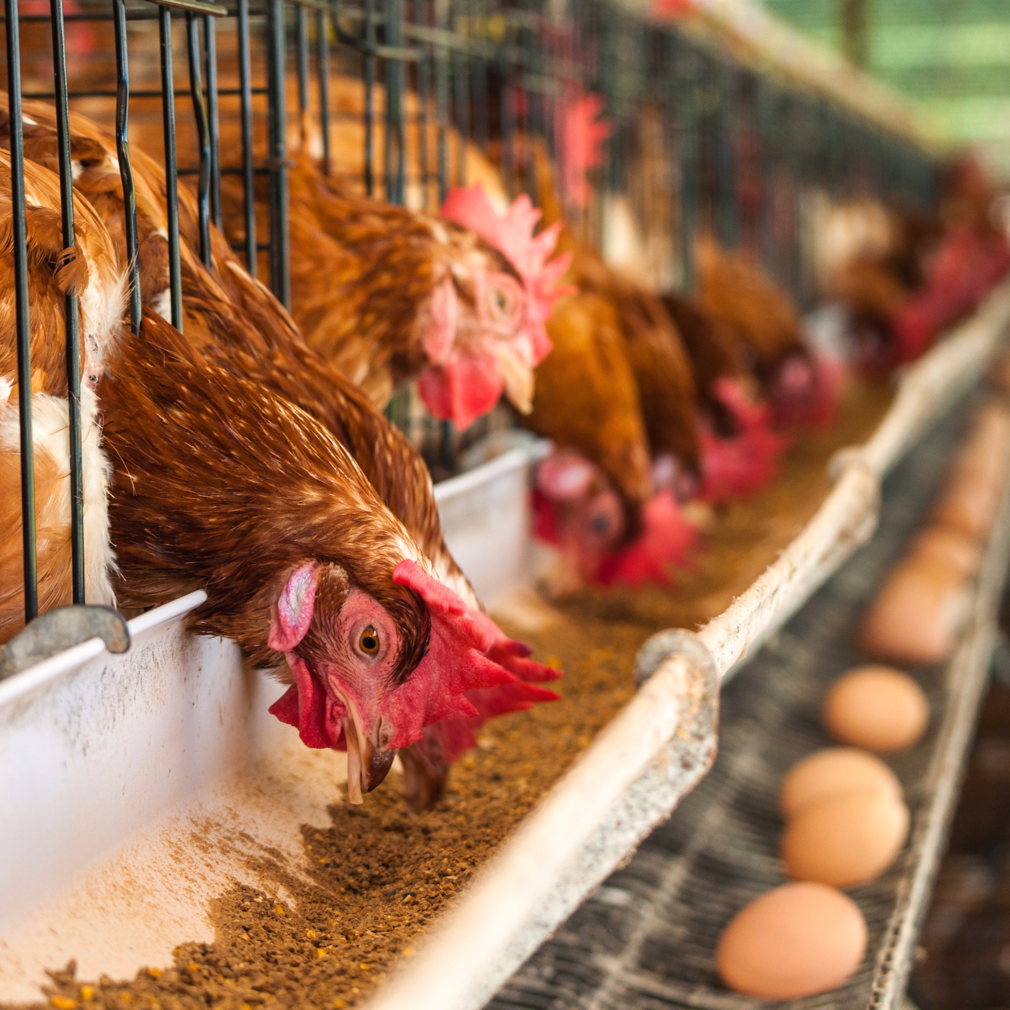 Desempenho e qualidade de ovos de poedeiras alimentadas com dieta contendo emulsificante