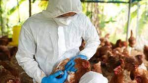 MAPA confirma mais um caso de gripe aviária e total sobe para 80