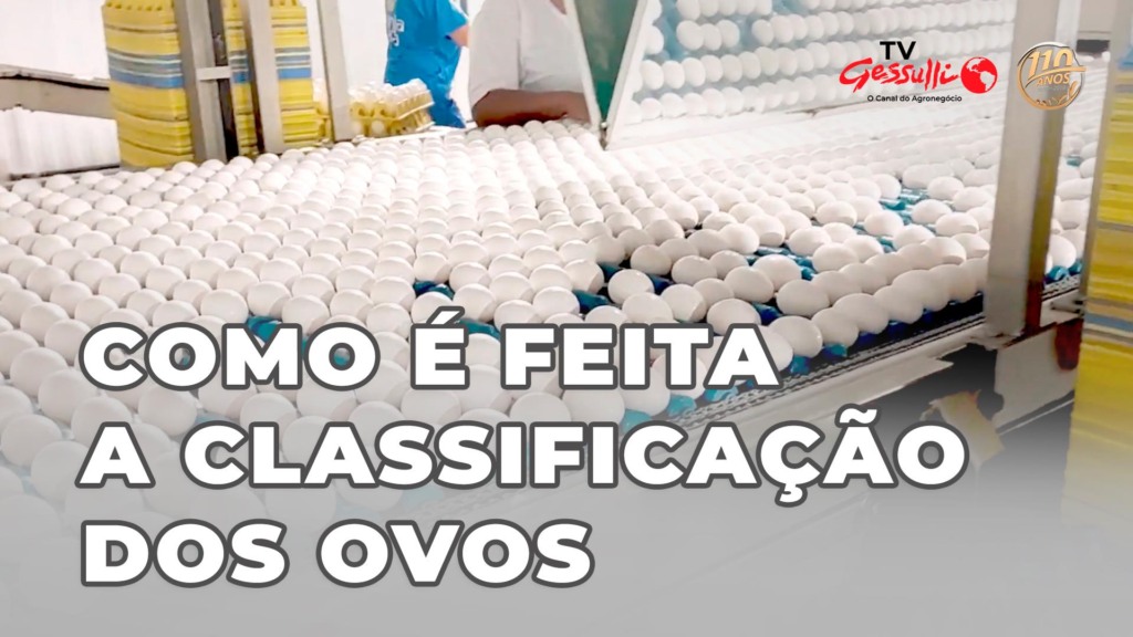 COMO É FEITA A CLASSIFICAÇÃO DE OVOS
