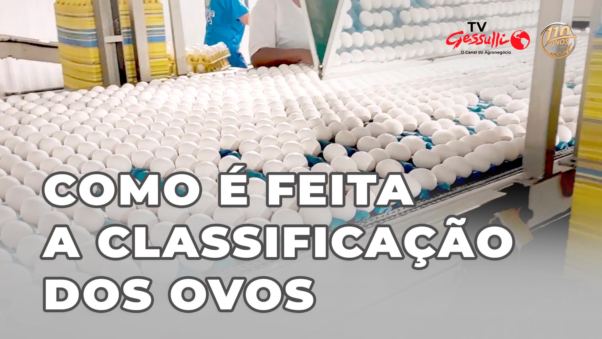COMO É FEITA A CLASSIFICAÇÃO DE OVOS COMO É FEITA A CLASSIFICAÇÃO DE OVOS