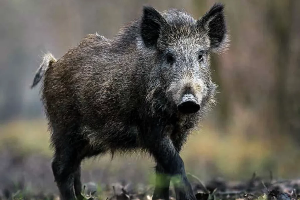 Presidente do Ibama alega que licenças para caça de javalis não foram suspensas