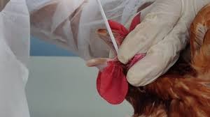 Gripe aviária: novo caso em ave silvestre eleva o total para 95 confirmados