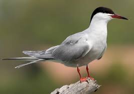 Pará decreta estado de emergência zoossanitária por causa da gripe aviária