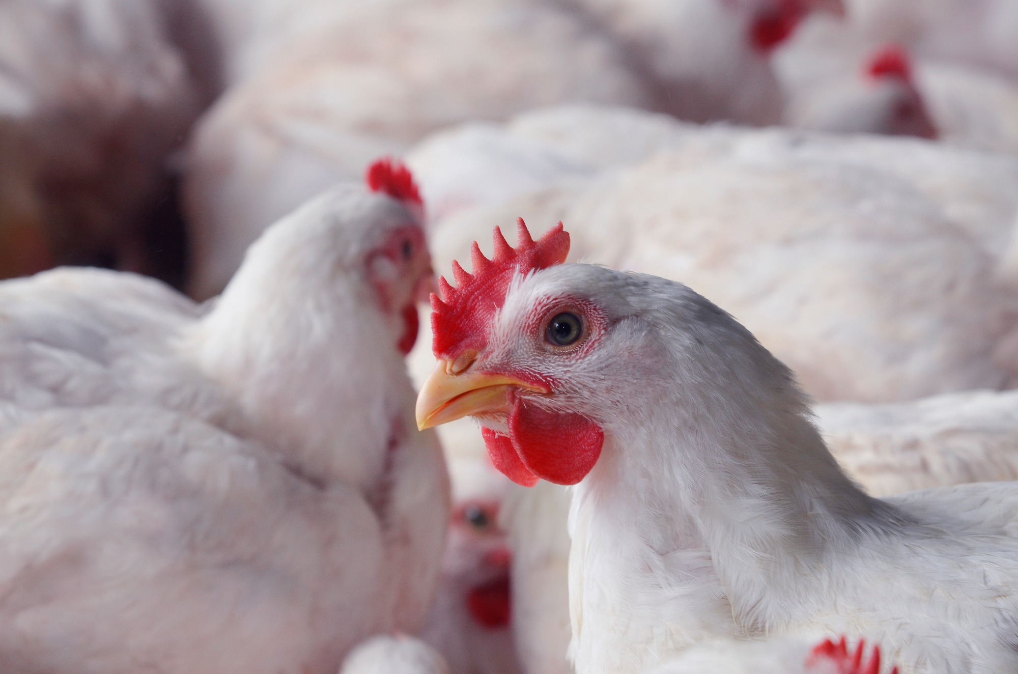 Escassez de milho provoca disparada no preço do frango no México Escassez de milho provoca disparada no preço do frango no México