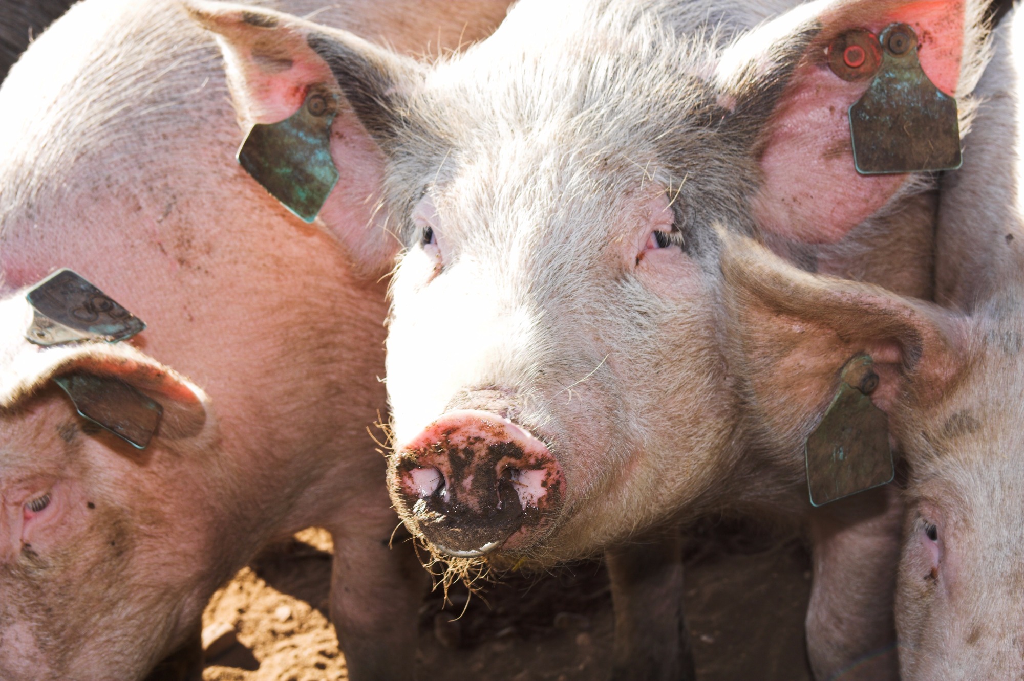 A importância de controles analíticos na produção de frangos, ovos e suínos