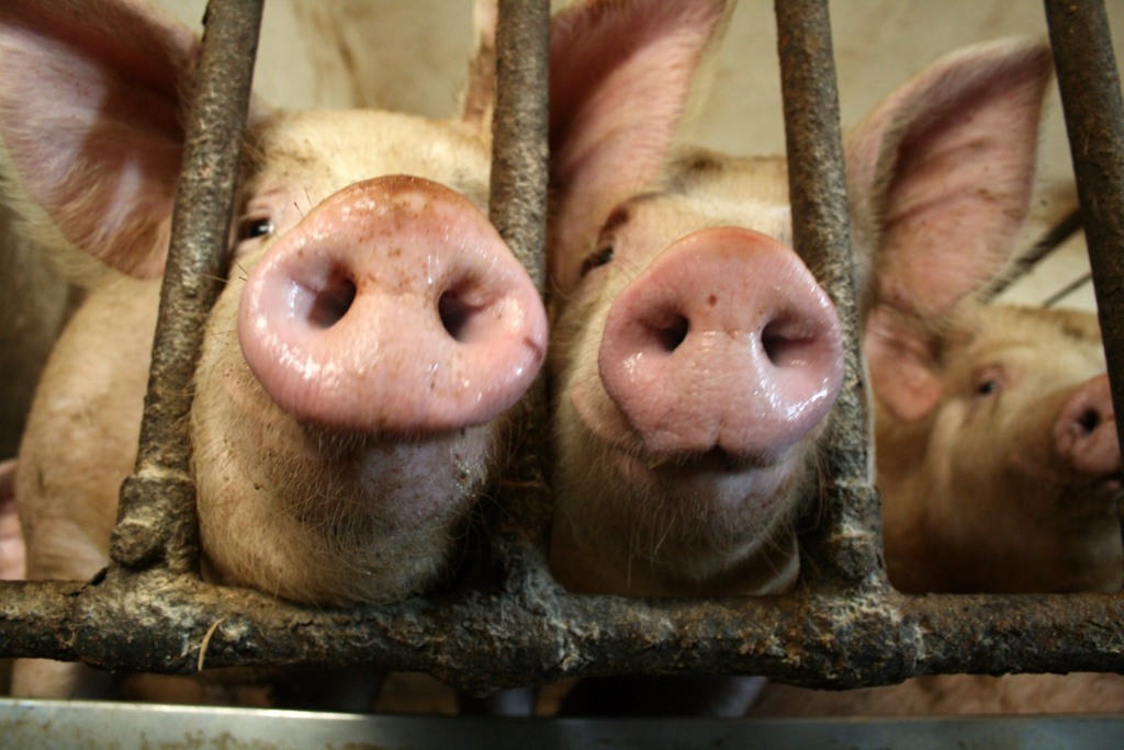 Cotações do suíno vivo e da carne seguem em queda