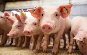 Acre recebe autorização para exportar carne suína para a República Dominicana