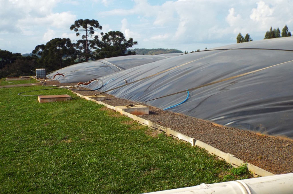 Biogás cresce como solução nas granjas de suínos