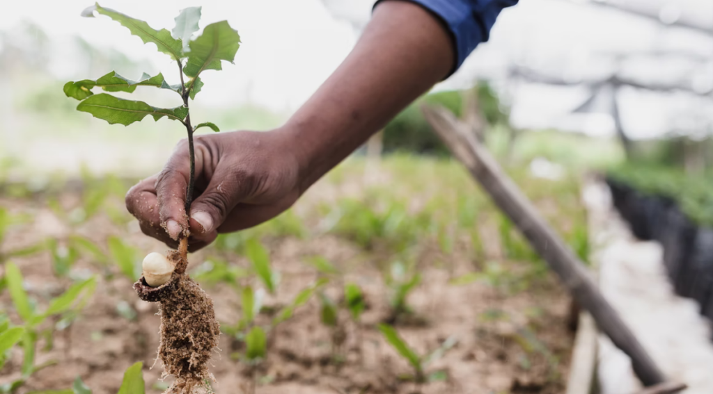 Pegada sustentável no agronegócio: compromisso e competitividade