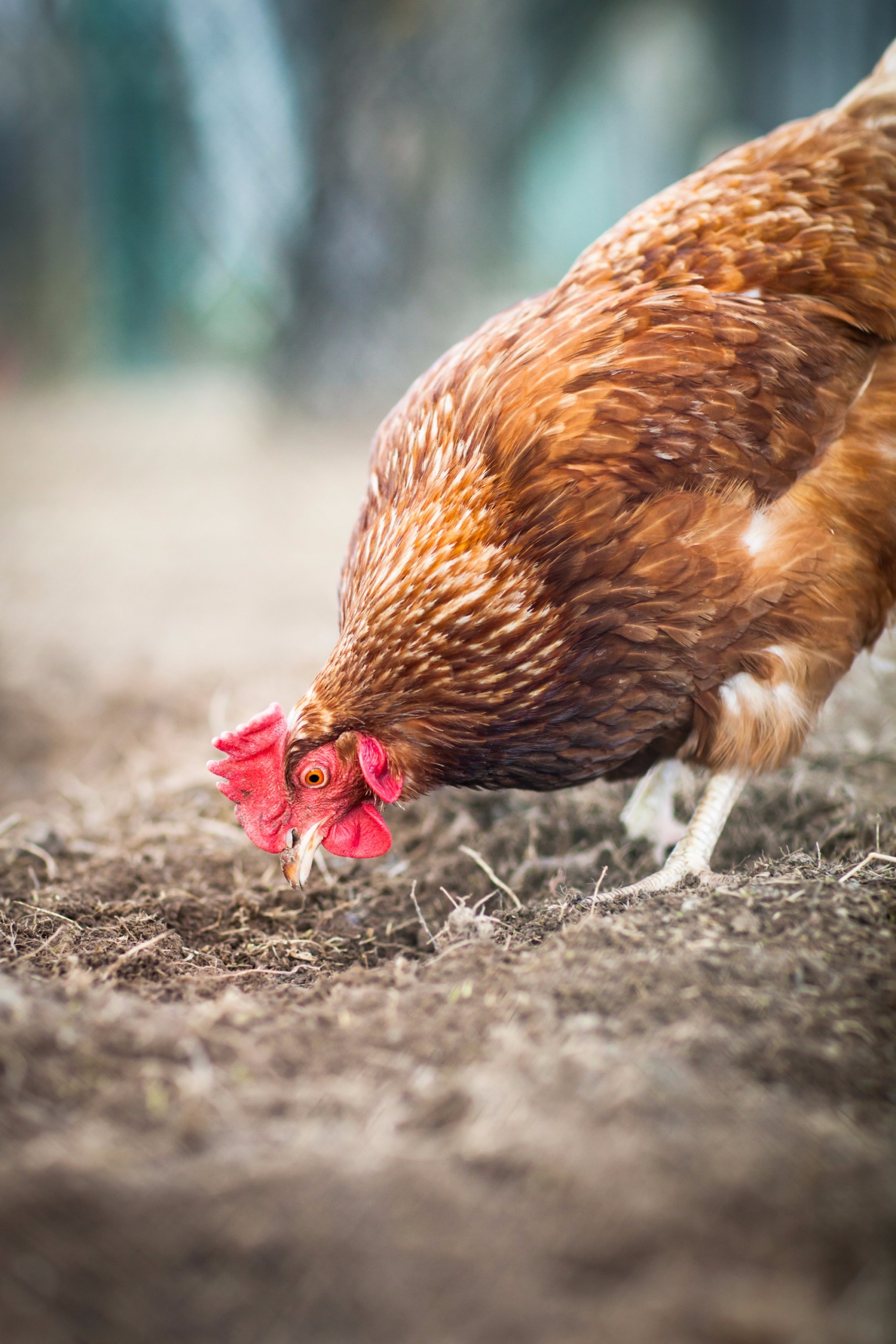 De olho no bem-estar animal sem perder o foco na produtividade De olho no bem-estar animal sem perder o foco na produtividade