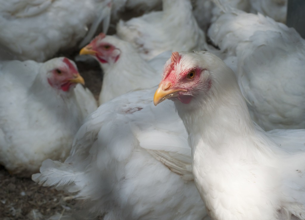 Abate de frangos sobe 0,9% na comparação anual e 3,1% na trimestral