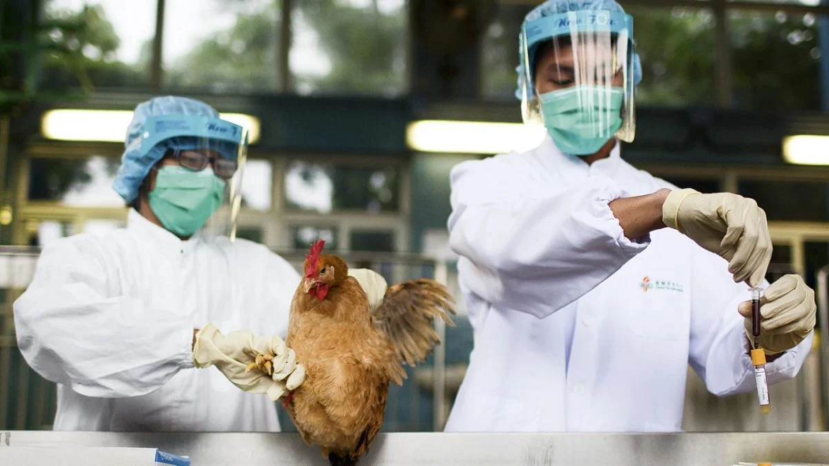 Influenza Aviária avança em Indiana e amplia perdas na avicultura dos EUA Influenza Aviária avança em Indiana e amplia perdas na avicultura dos EUA